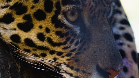 Close up of jaguar  head looking around.