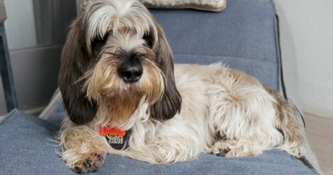 Camera follows a Petit Basset Griffon Vendeen PBGV dog chilling out and putting his head down on a cozy bed or chair