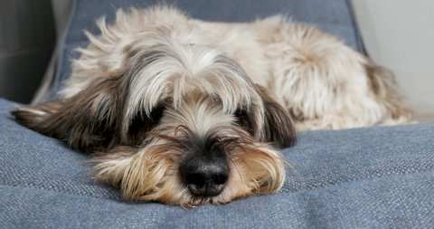 Close up of a Petit Basset Griffon Vendeen PBGV pedigree breed dog resting and sleeping comfortably on a chair taking deep breathsP