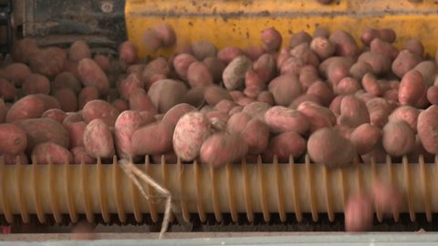 Trucks unload their load of potatoes onto a conveyor belt at a packing facility. Plant for sorting, processing and packaging potatoes.