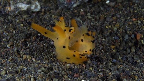 Pikachu nudi - nudibranchs (sea slugs) - Thecacera sp. (mating).Macro underwater life of Tulamben, Bali, Indonesia.