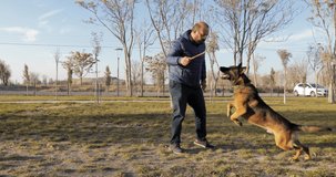 Man playing with the Belgian Malinois Dog on the farm.