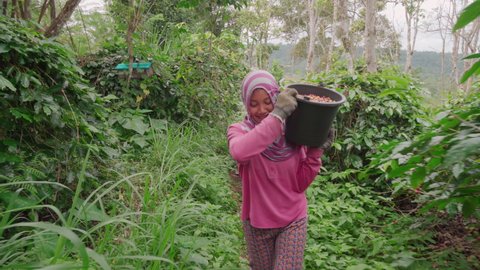 Tracking medium front-view footage of girl working on farm carrying big bucket of ripe coffee berries smiling at camera while walking along harvesting coffee trees