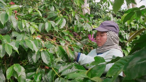 Medium close-up of young Indonesian farm worker standing among green bushes of coffee tree picking fresh cherries at harvest season