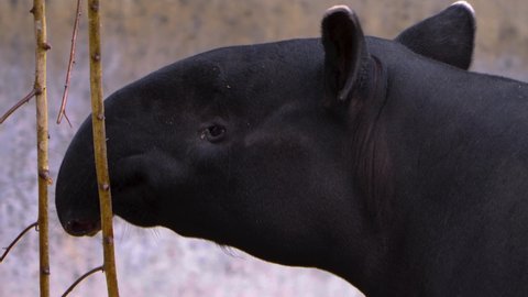 Close up of Tapir head chewing on branches	