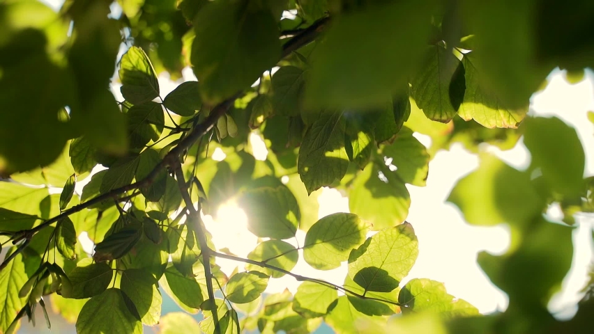 Close up. The sun shines through the leaves of the tree. Green leaf macro in summer day sun rays on blurred abstract bokeh with flare background. Backlight sky. Sunlight Lens Flare. Nature  | Shutterstock HD Video #1063906099