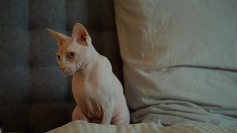 Sphynx Stock Video Footage 4k And Hd Video Clips Shutterstock