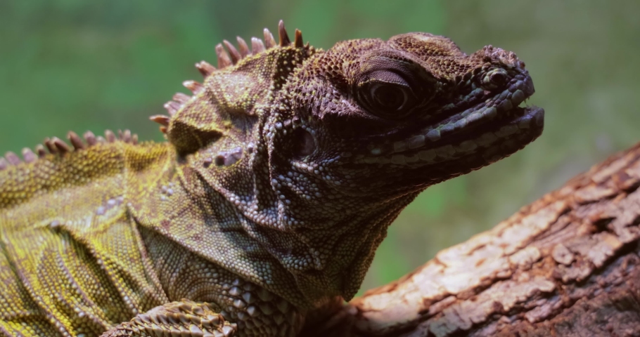 Philippine sailfin lizard, crested , sail-fin , sailfin water lizard (Hydrosaurus pustulatus) or its native name ibid is an oviparous lizard living only in the Philippines