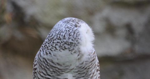 Snowy owl (Bubo scandiacus) is a large, white owl of the true owl family.It is sometimes also referred to, more infrequently, as the polar, white  and the Arctic owl.
