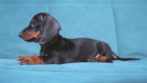 Funny silly dachshund puppy lies alone on blue sofa at home looks around, first day of your beloved pet in the apartment