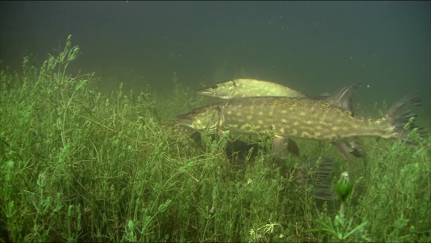 Pike (Esox lucius), a fish of the pike family. It is distributed in fresh waters of Eurasia and North America. It usually lives in the coastal zone, in water thickets, in non-flowing waters.