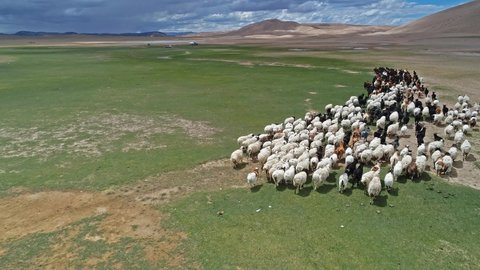 Drone flying over a flock of sheep, steppes landscape. Dry mountains in background. Western Mongolia, low altitude flight
