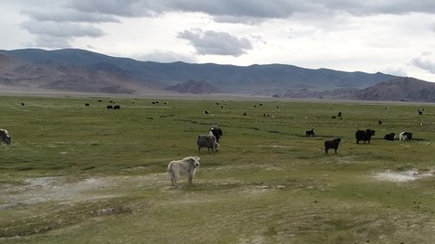 Aerial shot of a herd of yaks grazing in the Mongolian steppe