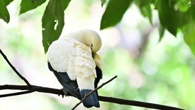 Pigeon Sound Effects Free Download Pigeon Sound Effects Free Download