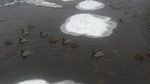 In winter, wild ducks feed on the swirling river. Winter. Cold.