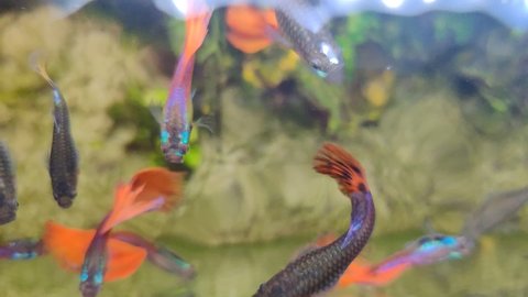 guppy fish for freshwater aquarium