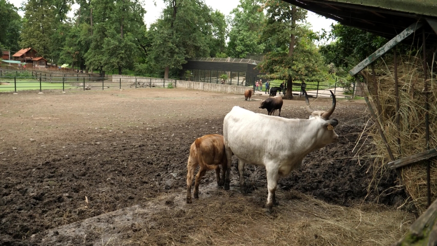 View of cows at the zoo in Nyiregyhaza, Hungary