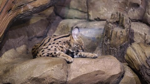 Close up of serval licks itself, lying on rocks. Spotted wildcat resting in enclosure.