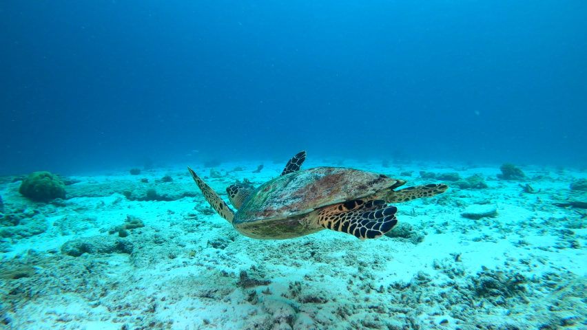Marine life tropical turtle in wild nature. Sea turtle slowly swiming in blue water through sunlight. Scuba on wildlife. Underwater serene swiming beautiful green turtle in sea alone with nature. Royalty-Free Stock Footage #1063937593