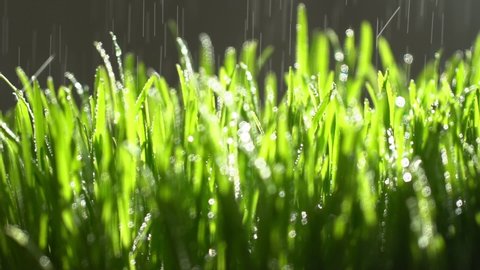 Abstract macro shot of blades of green grass. Dew drops shine with splendor. Slow motion shot. Closeup rotation