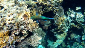 Beautiful vibrant coral garden. Reef Underwater Coral scene. Soft-hard corals seascape, coral garden. Diving in Red Sea of colorful beautiful corals reefs. Tropical fish on the reef. Coral garden