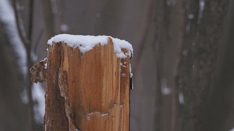 Snow-covered stump in winter forest.