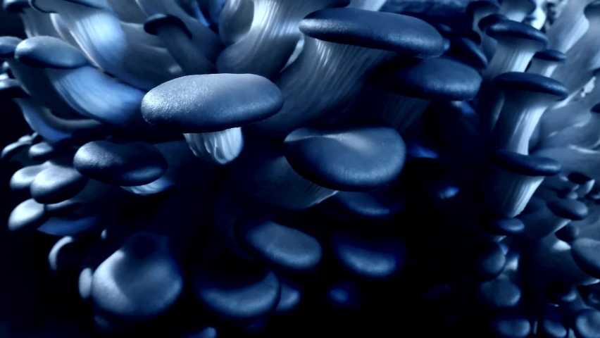 Growing mushrooms time lapse. Blue light. Vegetarian eco food. | Shutterstock HD Video #1063940098