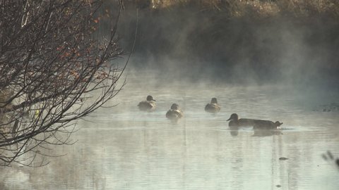 Ducks in misty wetlands Iceland autumn