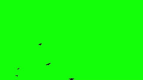 Flock of black birds flying on the green screen