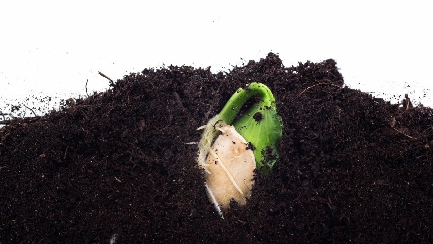 Seed pumpkin plant germination from soil sequence growing evolution timelapse side view. Shoots take root and come of ground. Greenhouse for sprouting organic greens. Microgreen germinate behind glass | Shutterstock HD Video #1063949167