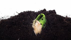 Seed pumpkin plant germination from soil sequence growing evolution timelapse side view. Shoots take root and come of ground. Greenhouse for sprouting organic greens. Microgreen germinate behind glass - Powered by Shutterstock - Get 15% off with code: PIKWIZARD15