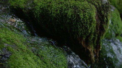 SLOW MOTION, CLOSE UP, DOF: Refreshing cold river water courses through the dreary dark forest. Glistening crystal clear stream water glides over mossy rocks. Close up shot of a cascade in the woods.