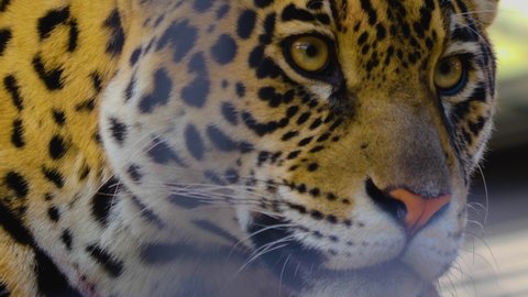 Close up of jaguar  head looking around.
