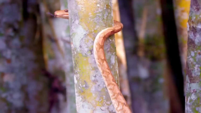 Extreme close up of a yellow boa wrapped around a bamboo stick. Wildlife and nature stock footage Royalty-Free Stock Footage #1063953235