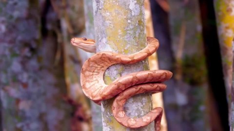Extreme close up of a yellow boa wrapped around a bamboo stick. Wildlife and nature stock footage