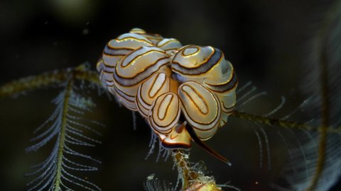 Donut nudi - nudibranch (sea slug) - Doto greenamyeri. Macro underwater life of Tulamben, Bali, Indonesia. 