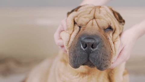 Owner making massage to his lazy cute pug dog on bed. Relax. Funny elastic skin, folds and wrinkles. Stroking, petting. Portrait close up Funny sharpei Lying. Owner loves the pet