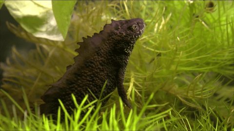 The northern crested newt, great crested newt or wrt net (Triturus cristatus). This species of newt got its name due to the high ridge along the back and tail, which appears in males during the mating