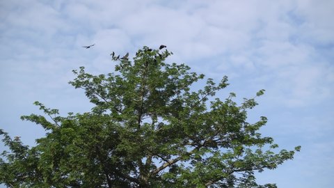 Group of crows gather at the tree. Blue sunny day.