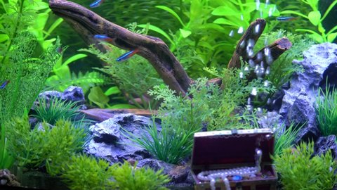 水槽 熱帯魚 の動画素材 4k Hd動画クリップ Shutterstock 水槽 熱帯魚 の動画素材 4k Hd動画クリップ Shutterstock
