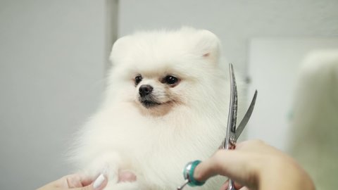 Happy cute white Pomeranian Dog getting groomed at salon. Professional cares for a dog in a specialized salon. Groomer's hands with scissors.The dog smiles and looks into the frame. Selective focus.
