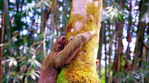 Sloth's adorable moment climbing forest trees, in slow motion