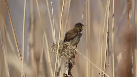 reed warbler is singing on the reed