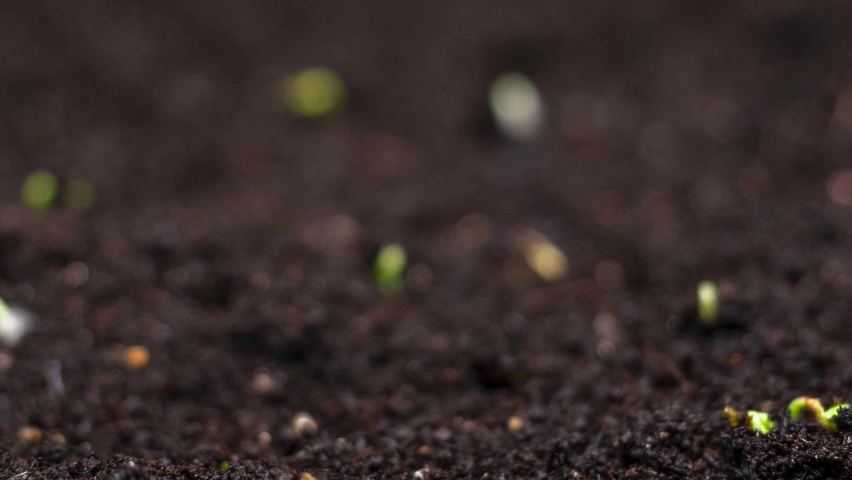 spring timelapse of young plants growing. agriculture and seedling, spring season, farming. newborn cress salad. green sprouts growing from seed, germination in spring. Royalty-Free Stock Footage #1063987486