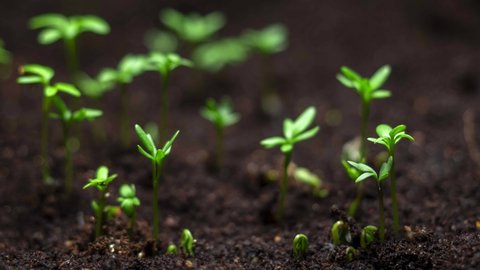 spring timelapse of young plants growing. agriculture and seedling, spring season, farming. newborn cress salad. green sprouts growing from seed, germination in spring.