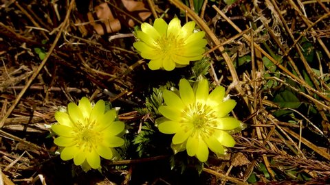 Amur adonis flowers shining yellow in early spring
