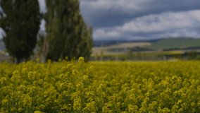 Dolly shot Blooming rapseed canola oil crop fields b right yellow flowers