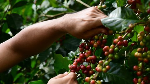 Hand farmer picking coffee bean in coffee process agriculture background, Coffee farmer picking ripe cherry beans, Fresh coffee bean in the basket, Close up of red berries 