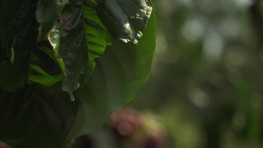 coffee plant with ripe beans. coffee beans ripening on the branch, plantation in Vietnam, Asia. group of ripe and raw coffee berries on coffee tree branch Royalty-Free Stock Footage #1063995367