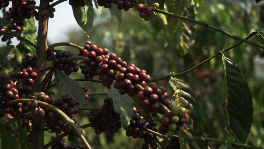 coffee plant with ripe beans. coffee beans ripening on the branch, plantation in Vietnam, Asia. group of ripe and raw coffee berries on coffee tree branch Royalty-Free Stock Footage #1063995367